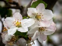 Blüten an Zwerg-Apfelbaum